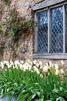 Cothay Manor Garden ( Somerset ) in spring ( Robb ) white Tulips beneath leaded window,( PR available )