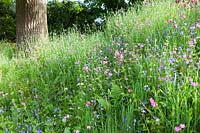 Wild flower meadow planting beneath tree with Red Campion and Bluebells