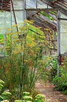 Fennel, flowering in old greenhouse