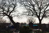 Wintry trees on allotments, with sheds