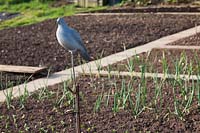 Over wintering onion bed on allotment