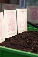 Planting seeds in trays in greenhouse, early spring
