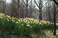 Drifts of Daffodils ( Narcissus ) at Docton Mill, Devon, Spring