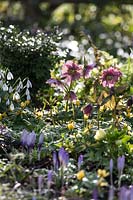 Spring bulb garden with Hellebores, Snowdrops and Winter Aconite