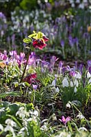 Spring bulb garden with Hellebores, Snowdrops and Crocus