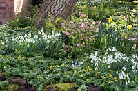 Dial Park, Worcestershire, spring bulb garden with Hellebores and Snowdrops