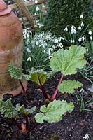 Dial Park, Worcestershire, spring bulb garden early rhubarb in the vegetable garden