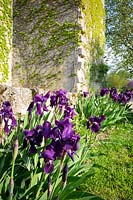 Purple Iris in summery French garden at Chateau Rigaud, France