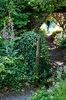 The Garden House, Devon, foxgloves at the entrance to a shady path in the garden