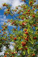 Rowan ( Mountain Ash ) or Sorbus berries in autumnal sunlight