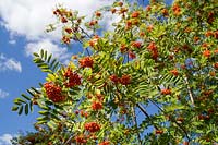 Rowan ( Mountain Ash ) or Sorbus berries in autumnal sunlight