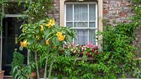 Front garden with colourful window box and Datura in pot