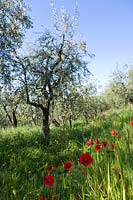 Old Olive groves with poppies  in Tuscany, Italy