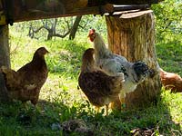 Free range chickens in garden