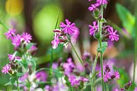Red Campion ( Silene dioica )