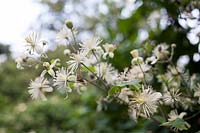 Clematis vitalba ( also known as Old man's beard and Traveller's Joy )