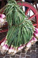 Allium fistulosum, the Welsh onion or Japanese bunching onion