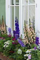 Delphinium, Foxgloves and Cosmos growing beside conservatory windows