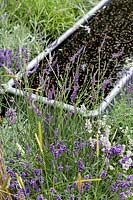 Hampton Court Flower Show 2016. 'The Lavender Garden' designed by Paula Napper, Sara Warren, Donna King