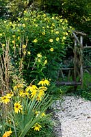 Jackie Healy's garden near Chepstow. Early autumn garden. Rudbeckia and Helianthemum 'Lemon Queen' grow around rustic wooden arbour