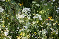 Hampton Court Flower Show, 2017. 'It's all about Community' garden, des. Andrew Fisher Tomlin and Dan Bowyer, wildflower meadow with Ammi majus, Corn Marigold and Ox Eye Daisy