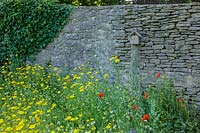 Hodges Barn, Gloucestershire, UK. Summer. Informal wild flower planting with birdbox against stone wall