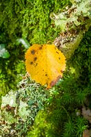 Horner Woods, The Holnicote Estate, Exmoor, Devon, UK ( N.T ) autumn in ancient Oak woodland, autumnal birch leaf on lichen covered branch