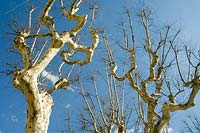 Pollarded London Plane tree ( Platanus x hispanica ) showing white mottled bark against blue sky