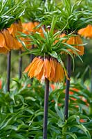 Fritillaria imperialis 'Bloms Orange Perfection'