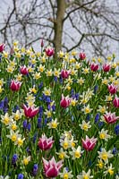Mixed spring bulbs, Tulipa clusiana, Muscari and Narcissus