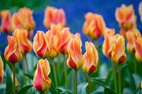 Tulipa 'Mary Ann'
