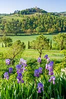 Monterchi, Tuscany, Italy. Typical early summer Tuscan landscape with Bearded Iris