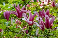 Magnolia liliaflora 'Nigra'