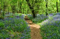 Priors Wood, North Somerset, Bluebells growing beneath mature woodland trees, path