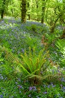 Priors Wood, North Somerset, Bluebells and ferns growing beneath mature woodland trees