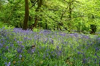 Priors Wood, North Somerset, Bluebells growing beneath mature woodland trees