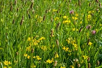 Skylark Meadows, Somerset, UK. Wildflower meadows; plantain, birds-foot trefoil, clover