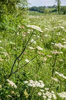 Skylark Meadows, Somerset, UK. Wildflower meadows, Hogweed ( Heracleum sphondylium )