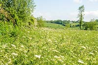 Skylark Meadows, Somerset, UK. Wildflower meadows, Hogweed ( Heracleum sphondylium )