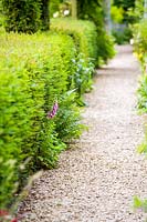 Hillesley House, Gloucestershire, UK ( Walsh ) yew hedge edged path with Foxgloves and ferns softening the lines