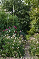 Hunts Court Gardens and Nursery, Gloucestershire, UK ( Keith Marshall ) Summer rose garden with Foxgloves