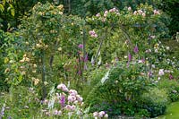 Hunts Court Gardens and Nursery, Gloucestershire, UK ( Keith Marshall ) Summer rose garden wooden fencing with climbers