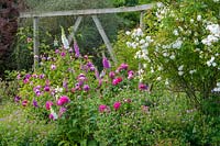 Hunts Court Gardens and Nursery, Gloucestershire, UK ( Keith Marshall ) Summer rose garden