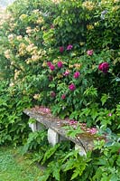 Hodges Barn, Gloucestershire, UK ( Hornby ) Rose and Honeysuckle ( Lonicera 'Serotina' ) with stone bench