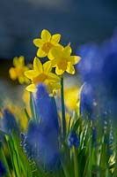 Narcissus 'February Gold' ( Daffodil )