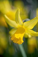 Narcissus 'February Gold' ( Daffodil )