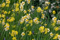 Colour co-ordinated spring bedding with tulips and Narcissus