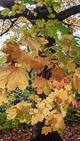 Norway Maple ( Acer platanoides ) in autumn with colourful leaves