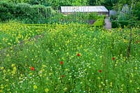 Hodge's Barn, Gloucestershire, UK ( Hornby )  wildflower planting next to vegetable garden