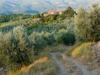 Olive groves,  Tuscany, Italy